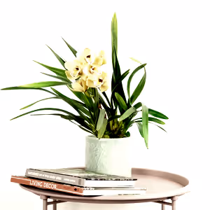 Cymbidium Orchid | Chloe - Indoor Plant