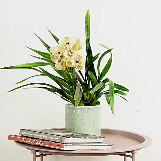Cymbidium Orchid | Chloe | Perfect Plants for Under £30