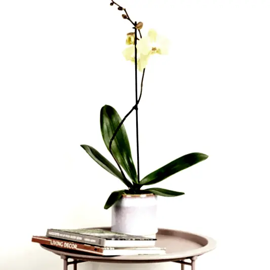 Phalaenopsis Orchid | Pale Bronze | Perfect Plants for Under £30