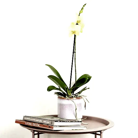 Phalaenopsis Orchid | Lovely Lime | Potted Houseplants