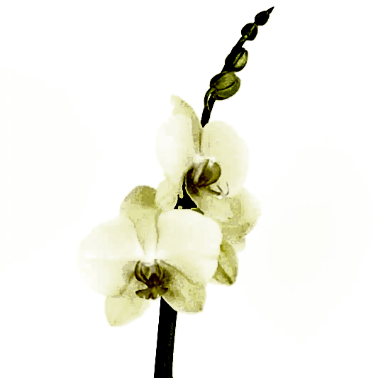 Phalaenopsis Orchid | Lovely Lime | 
