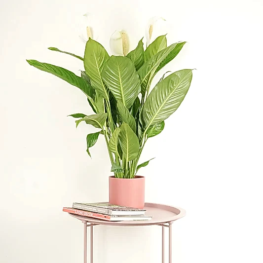 Peace Lily | Sweet Silvio | 