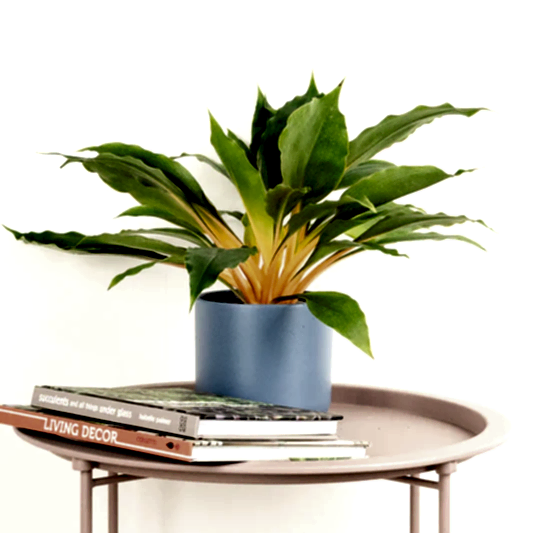 Orange Spider Plant | Fire Flash | Perfect Plants for Under £30