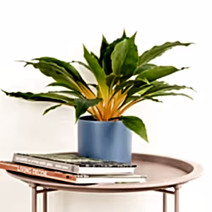 Orange Spider Plant | Fire Flash - Indoor Plant