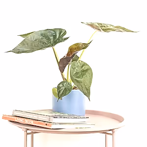 Alocasia Wentii - Indoor Plant