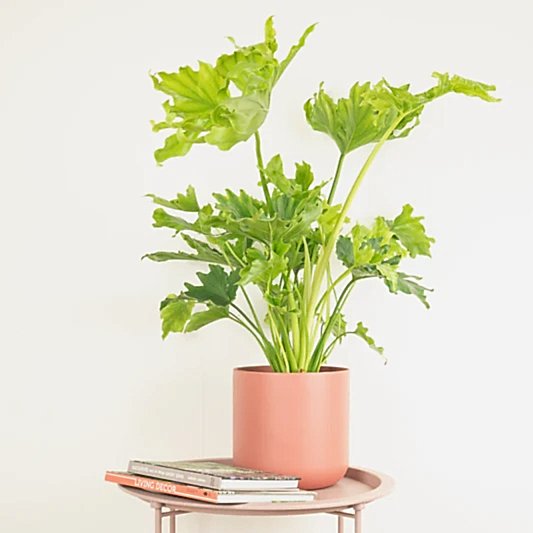 Tree Philodendron | Hope | Trees & Bonsai