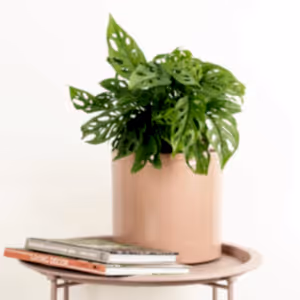Monkey Mask | Acuminata - Indoor Plant