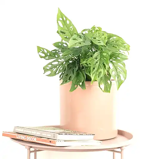 Monkey Mask | Acuminata | Indoor Hanging Plants