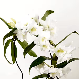Dendrobium Orchid | Apollon Barbados - Indoor Plant