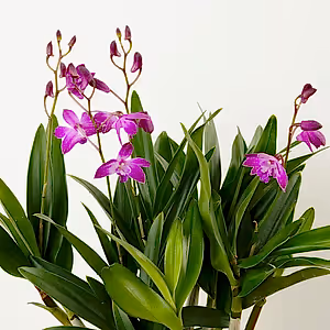 Dendrobium Orchid | Berry Oda | Hard To Find - Indoor Plant