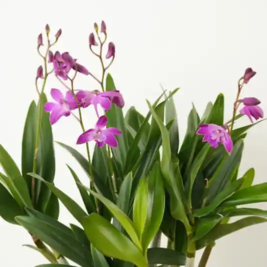 Dendrobium Orchid | Berry Oda | Hard To Find | Perfect Plants for Under £30