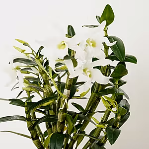 Dendrobium Orchid | Green Eyes - Indoor Plant