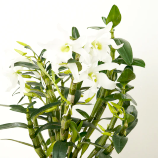 Dendrobium Orchid | Green Eyes | Perfect Plants for Under £30