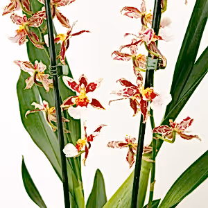 Cambria Orchid | Barrocco Bright - Indoor Plant