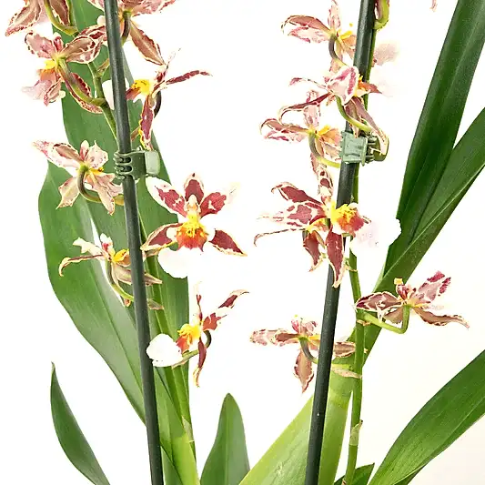 Cambria Orchid |  Barrocco Bright | Perfect Plants for Under £30