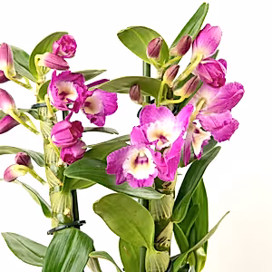 Dendrobium | Akatsuki - Indoor Plant