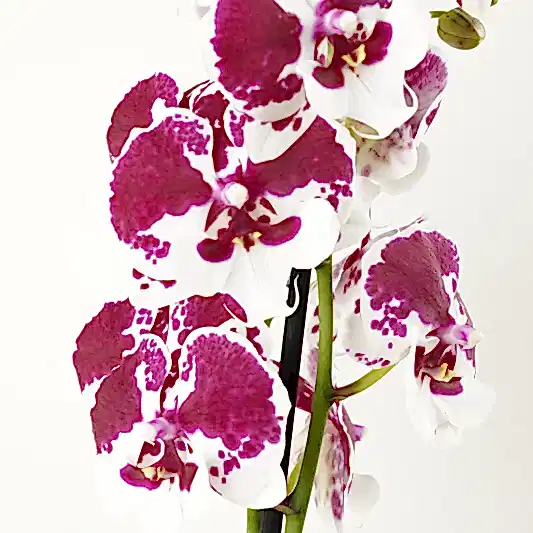 Phalaenopsis Orchid | Spider | Orchid Plants