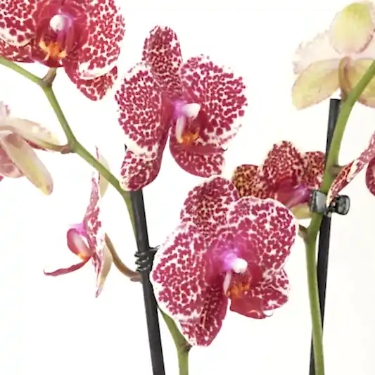 Phalaenopsis Orchid | Lilo | Orchid Plants