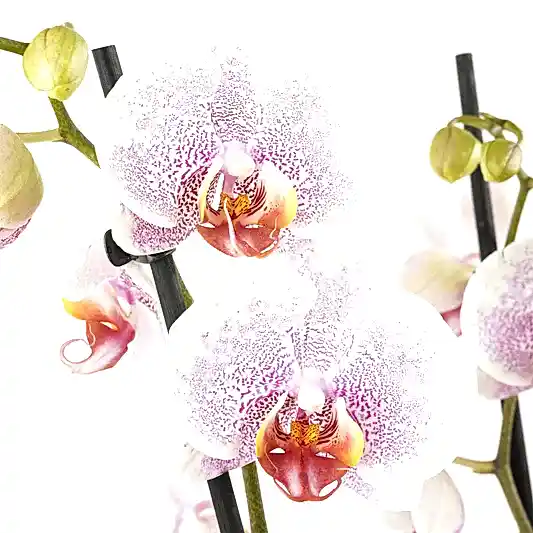 Phalaenopsis Orchid | Ursula | Orchid Plants