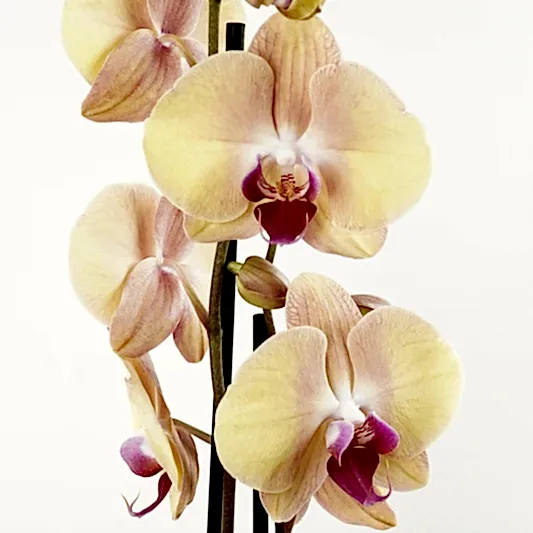 Phalaenopsis Orchid | Lion King | Perfect Plants for Under £30