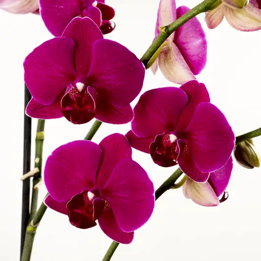 Phalaenopsis Orchid | Vivaldi | Orchid Plants