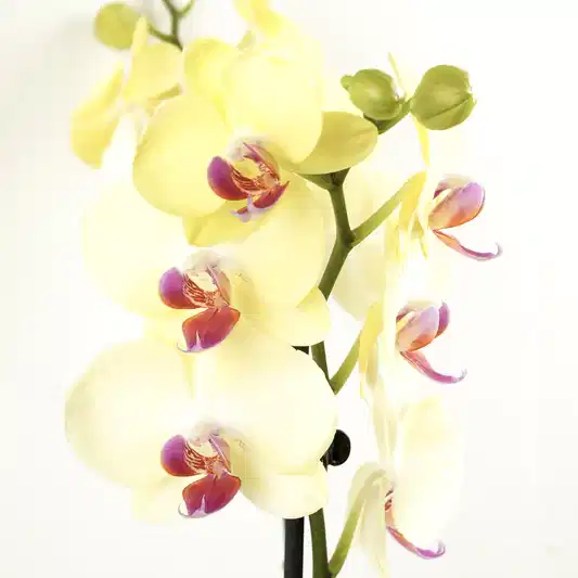 Phalaenopsis Orchid | Miraflor | Perfect Plants for Under £30