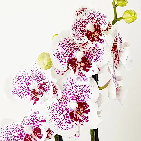Phalaenopsis Orchid | Bounty | Orchid Plants