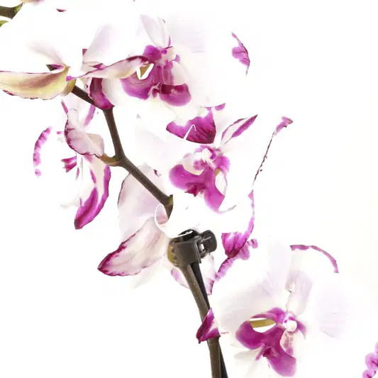 Phalaenopsis Orchid | Epic | Orchid Plants