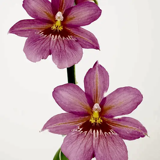 Burrageara Orchid | Nelly Isler Pink | 