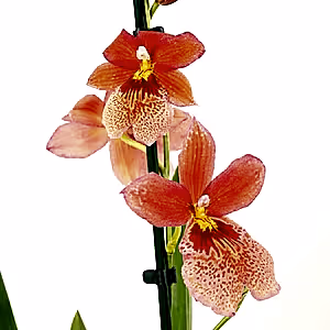Burrageara Orchid | Nelly Isler Orange - Indoor Plant