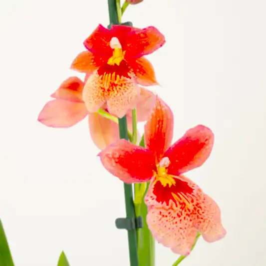 Burrageara Orchid | Nelly Isler Orange | Orchid Plants