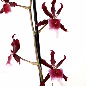 Cambria Orchid | Renaissance | Mild Fragrance - Indoor Plant