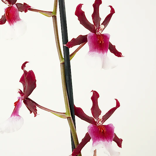 Cambria Orchid | Renaissance | Mild Fragrance | Perfect Plants for Under £30