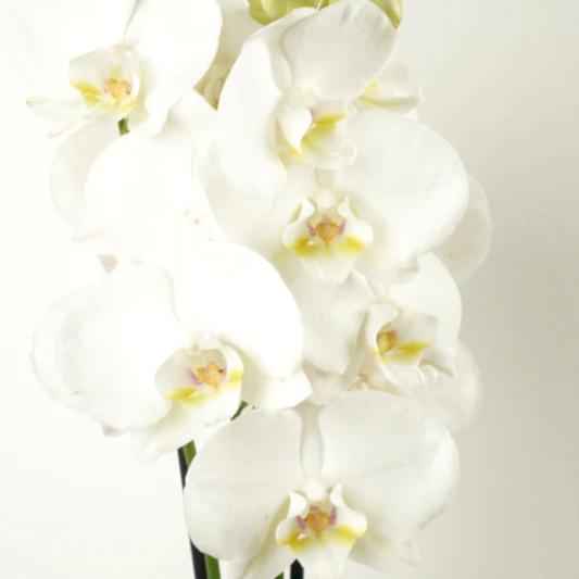 White Phalaenopsis Orchid | Orchid Plants