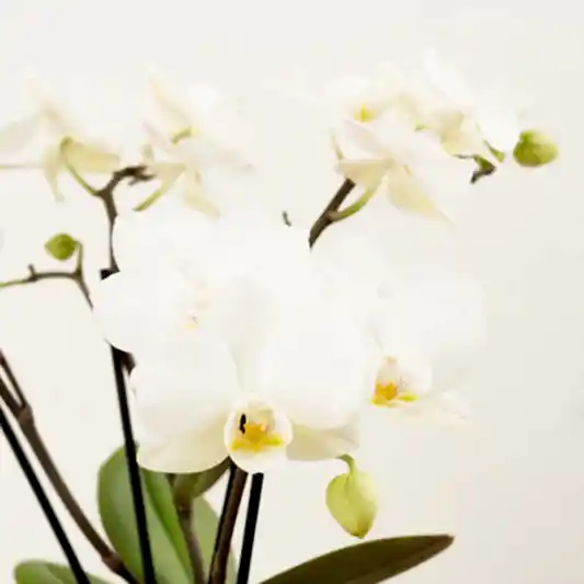 Phalaenopsis Orchid | Theatro Funk | Orchid Plants
