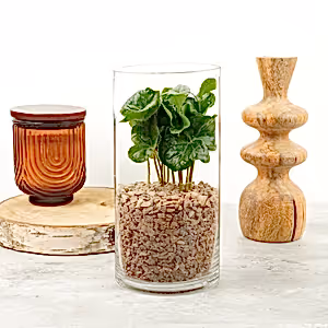 Coffee Gift | Arabica - Indoor Plant