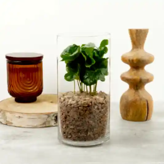 Coffee Gift | Arabica | Perfect Plants for Under £30