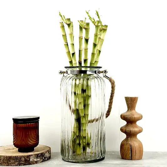 Lucky Bamboo | Hurricane Vase | Potted Houseplants