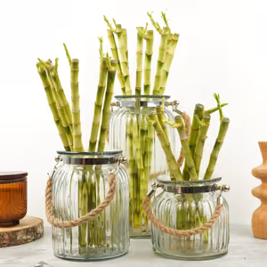 Lucky Bamboo | Hurricane Vase - Indoor Plant