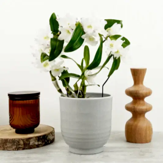 Dendrobium Orchid | Apollon Barbados | Potted Houseplants