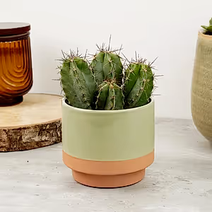 Chip Chip Cactus - Indoor Plant