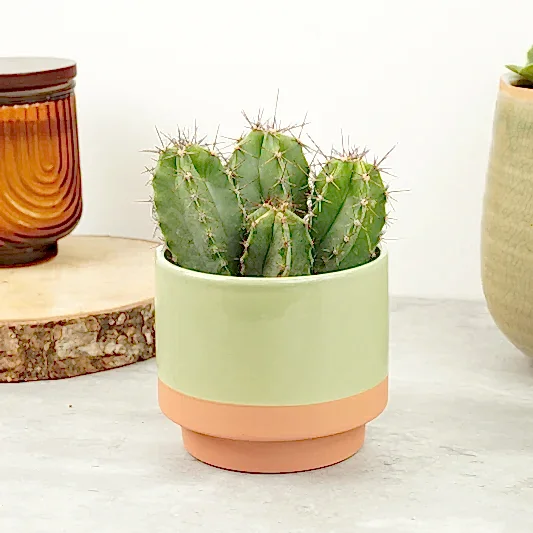 Chip Chip Cactus | Indoor Cactus Plants