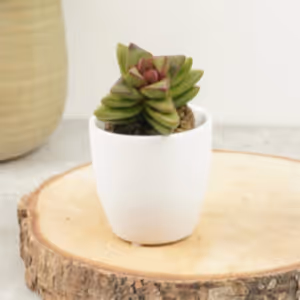 Crassula | Benjamin Rubra - Indoor Plant