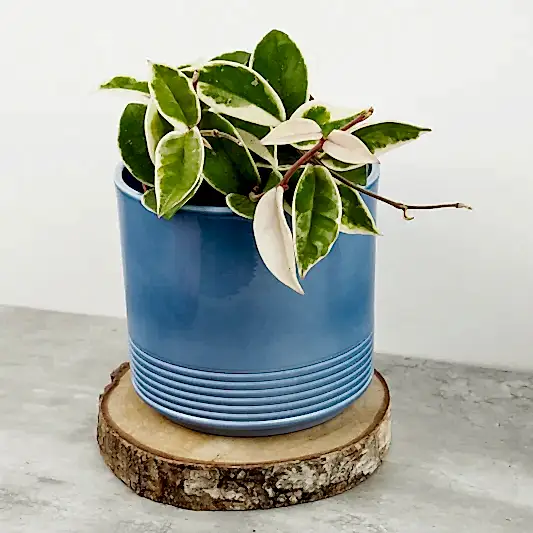 Wax Plant | Krimson Queen | Indoor Hanging Plants