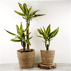 Palm | Golden Queen - Indoor Plant