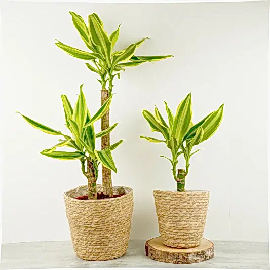 Palm | Golden Queen | Perfect Plants for Under £30