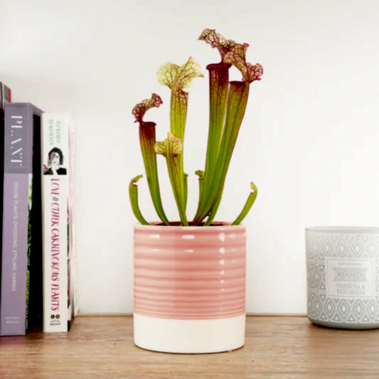 Trumpet Pitcher Plant | Fly Catcher | Judith | Pest Control