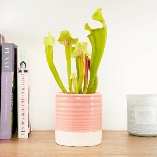 Trumpet Pitcher Plant | Fly Catcher | Smoorii | Pest Control