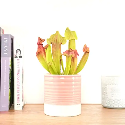 Trumpet Pitcher Plant | Fly Catcher | Maroon | Pest Control