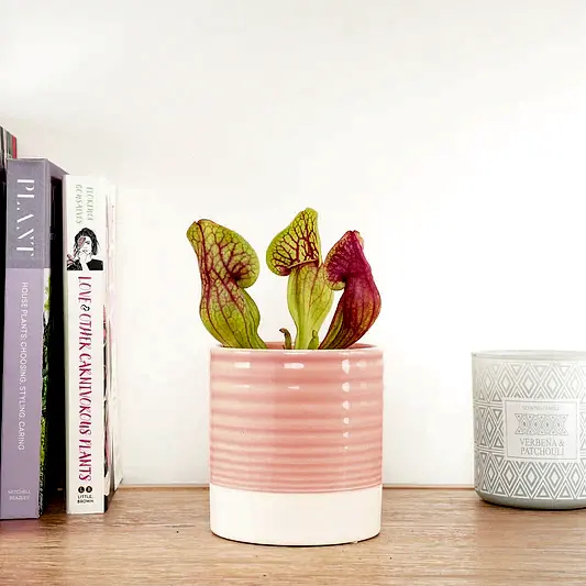 Trumpet Pitcher Plant | Fly Catcher | Hans | Pest Control